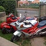 Celle de perruche alt=